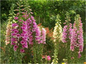 Mix-Mini-5-60pcs-font-b-perennial-b-font-flower-seeds-Original-package-common-font-b